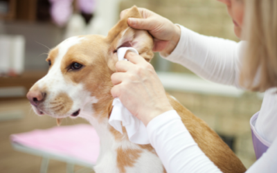 Ear evasion: Managing and preventing pet ear infections