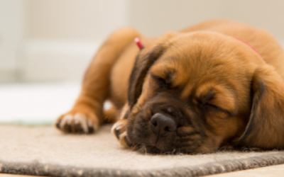 Pet seizures: Causes, recognition, and what to do in an emergency