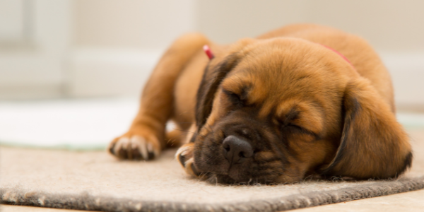 Pet seizures: Causes, recognition, and what to do in an emergency