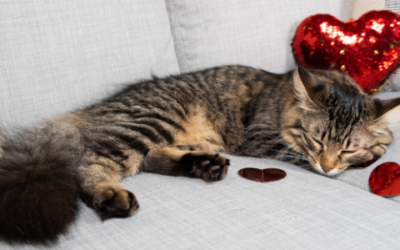 The heart of the issue: Understanding abnormal heart sounds in cats