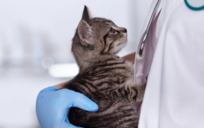 Multi-skilled medics: Inside our vet team’s secret talents
