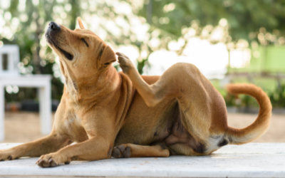 When allergies attack – recognising anaphylaxis in pets