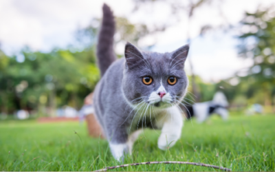 Wendel’s wonky walk – how a limping cat led to a surprise diagnosis