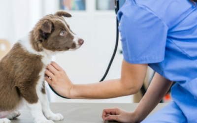 Understanding heart disease in dogs with MMVD