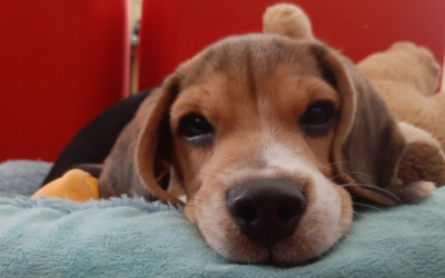 What dog owners should know about prostate problems