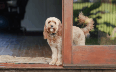 Common things occur commonly: 3 hidden issues in senior dogs