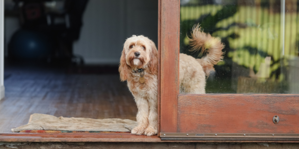 Common things occur commonly: 3 hidden issues in senior dogs