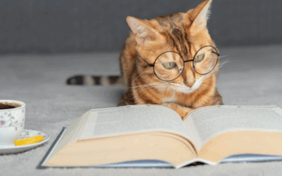 Feline confused? Spot the signs of brain ageing in cats