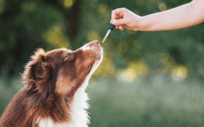 Let’s C about CBD in pets