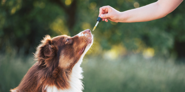 Let’s C about CBD in pets