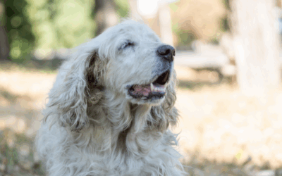 GOLPP in dogs: What every large-breed owner should know