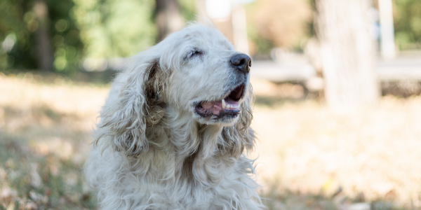 GOLPP in dogs: What every large-breed owner should know