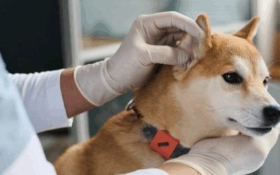 Ear infections again? Here’s what you can do