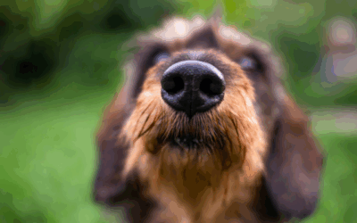 Reverse sneezing? You nose it!