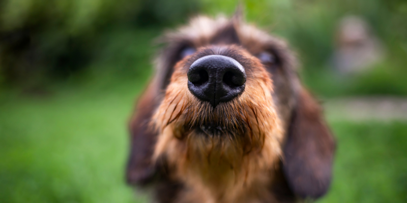 Reverse sneezing? You nose it!