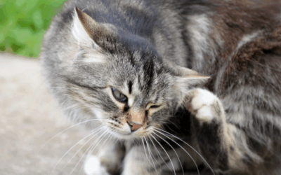 Fighting a flea infestation in your house