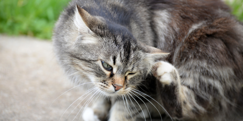 Fighting a flea infestation in your house