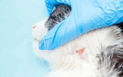 Simple ways to support your pet’s skin