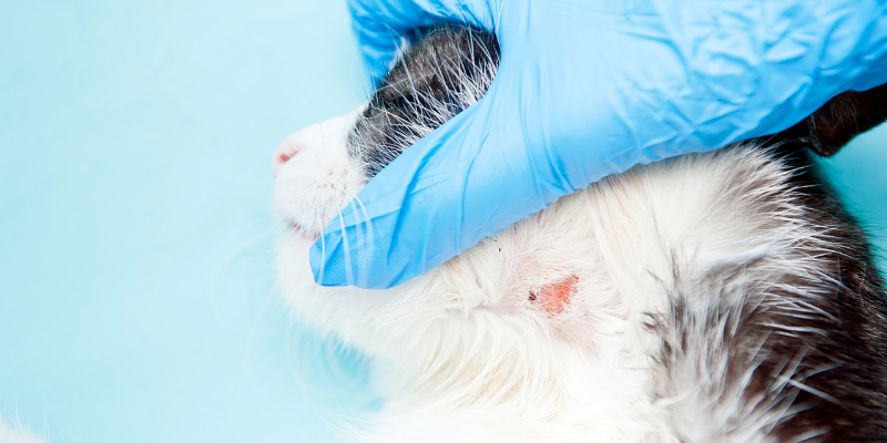 Simple ways to support your pet’s skin