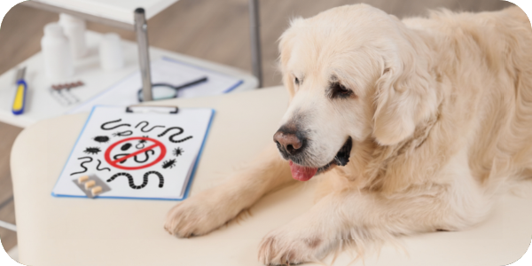 PCN-1—All-about-tummy-worms-in-dogs_2