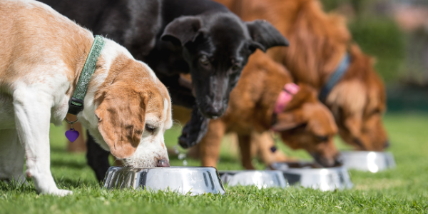 Pet diets and dermatology