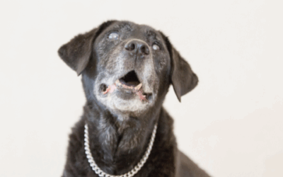 Ocular issues in older pets