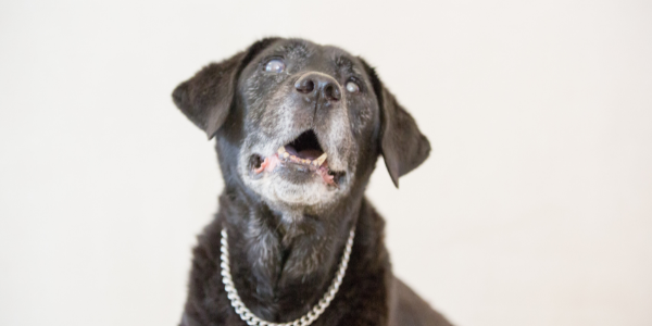 Ocular issues in older pets