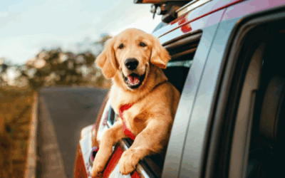 Pet travel TLC