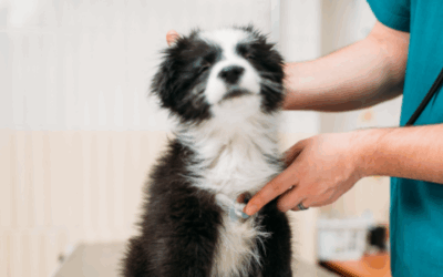 Staying on point with your pet’s health