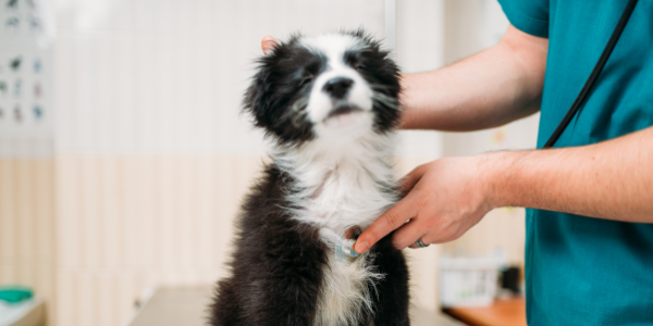 Staying on point with your pet’s health