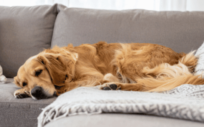 A wee(d) problem: How cannabis can affect pets