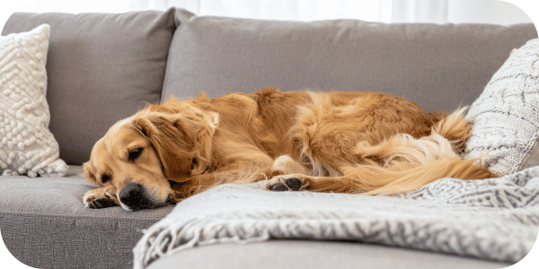 A wee(d) problem: How cannabis can affect pets