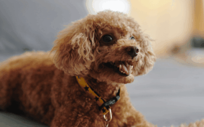 A breath of fresh air: Understanding tracheal collapse