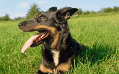 Emergency first aid for heatstroke