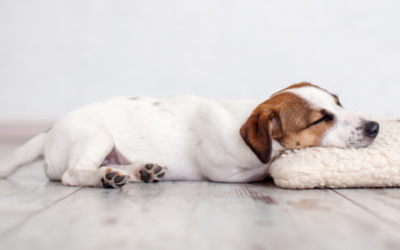 Have you seen your pet suddenly collapse?