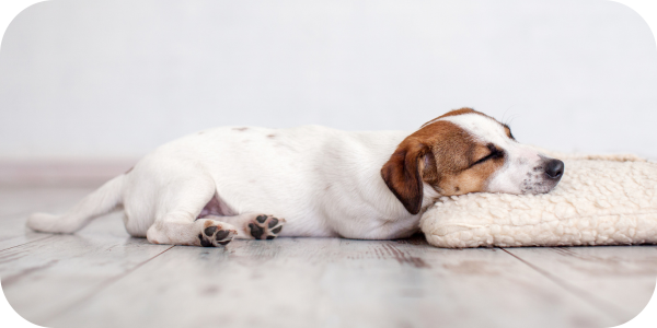 Have you seen your pet suddenly collapse?