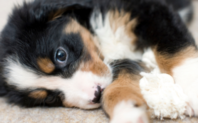 Runny eyes in little dogs