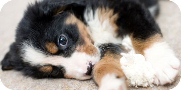 Runny eyes in little dogs