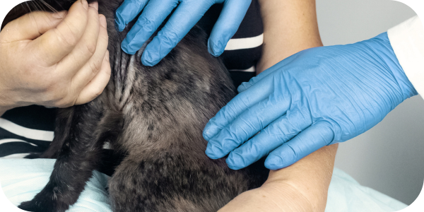 Why is my cat going bald?