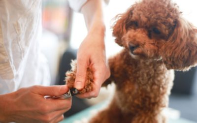 Nailing your pet’s manicures