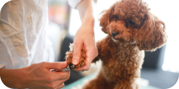 Nailing your pet’s manicures