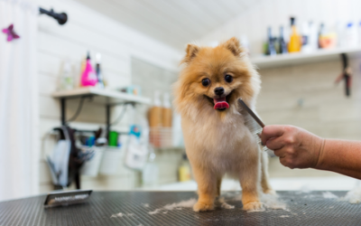 Dog beauty routines: health essential or social media fluff?