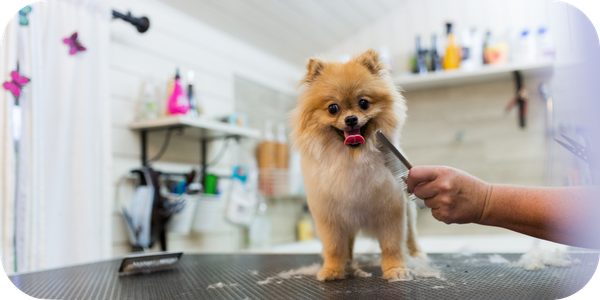 PCN-1—Dog-beauty-routines_-health-essential-or-social-media-fluff