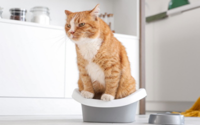 A wee issue: when toilet habits go wrong