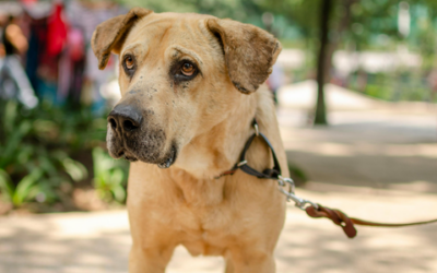 Big dogs, big hearts