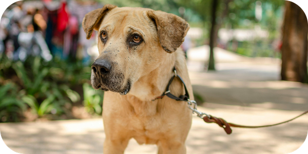 Big dogs, big hearts