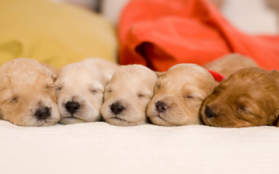 Just got a new puppy or kitten? Read this first