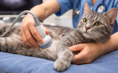 Heart disease in cats