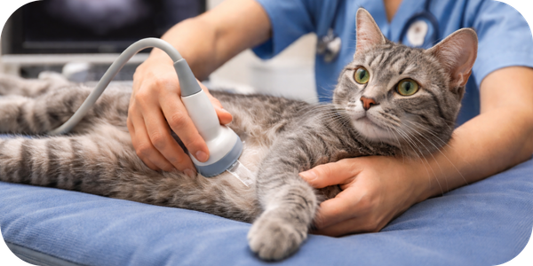 Heart disease in cats