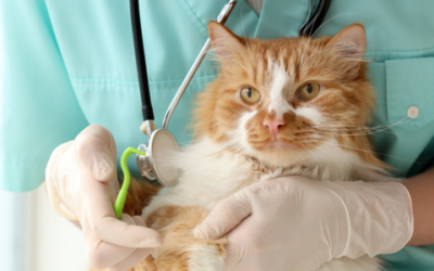 Common parasite prevention pitfalls